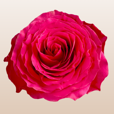 HotSpot Roses