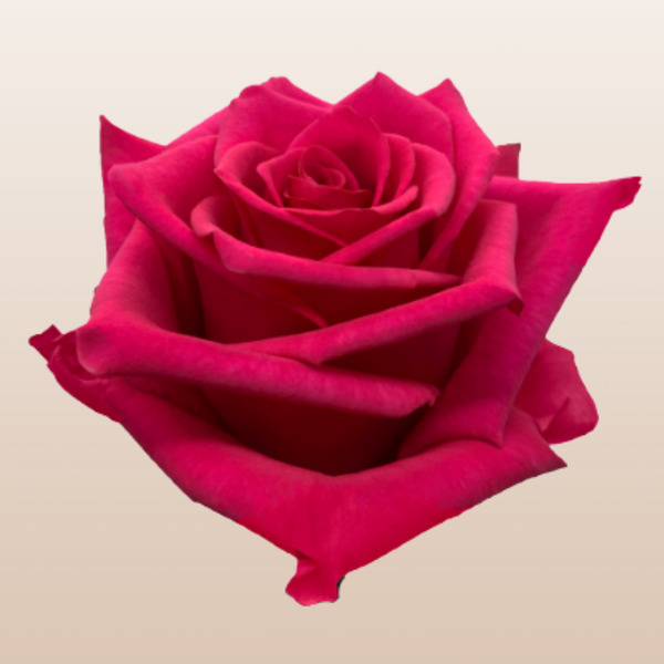 Hot Explorer Rose Variety - Hot Pink Roses near me - EbloomsDirect