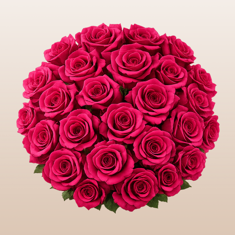 Hot Explorer Rose Variety - Hot Pink Roses near me - EbloomsDirect Hot Explorer Rose Variety - Hot Pink Roses near me - EbloomsDirect