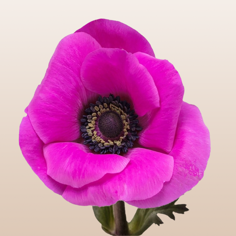 Anemones Hot Pink