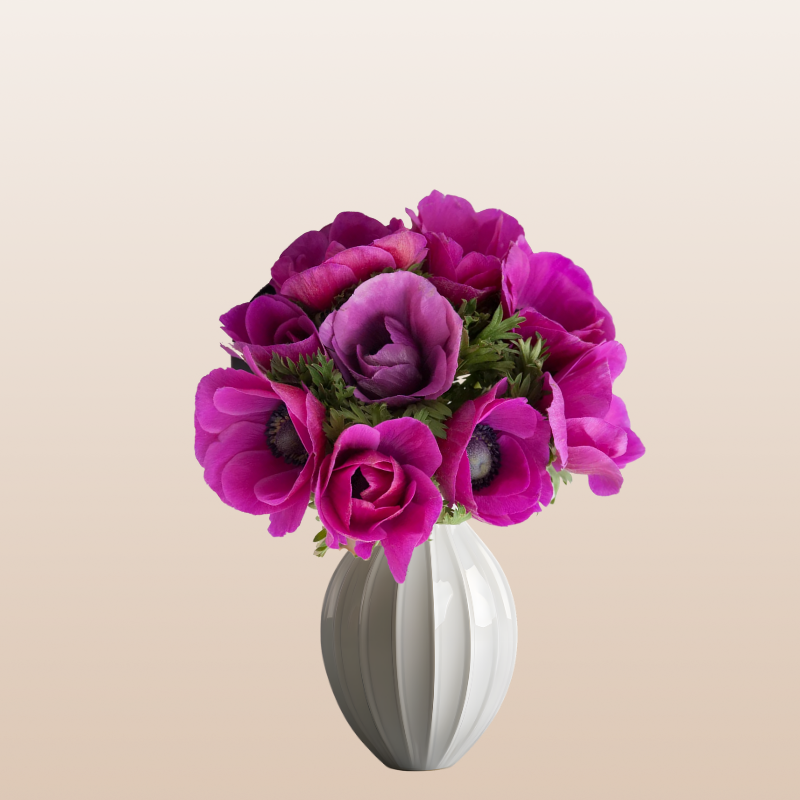 Anemones Hot Pink