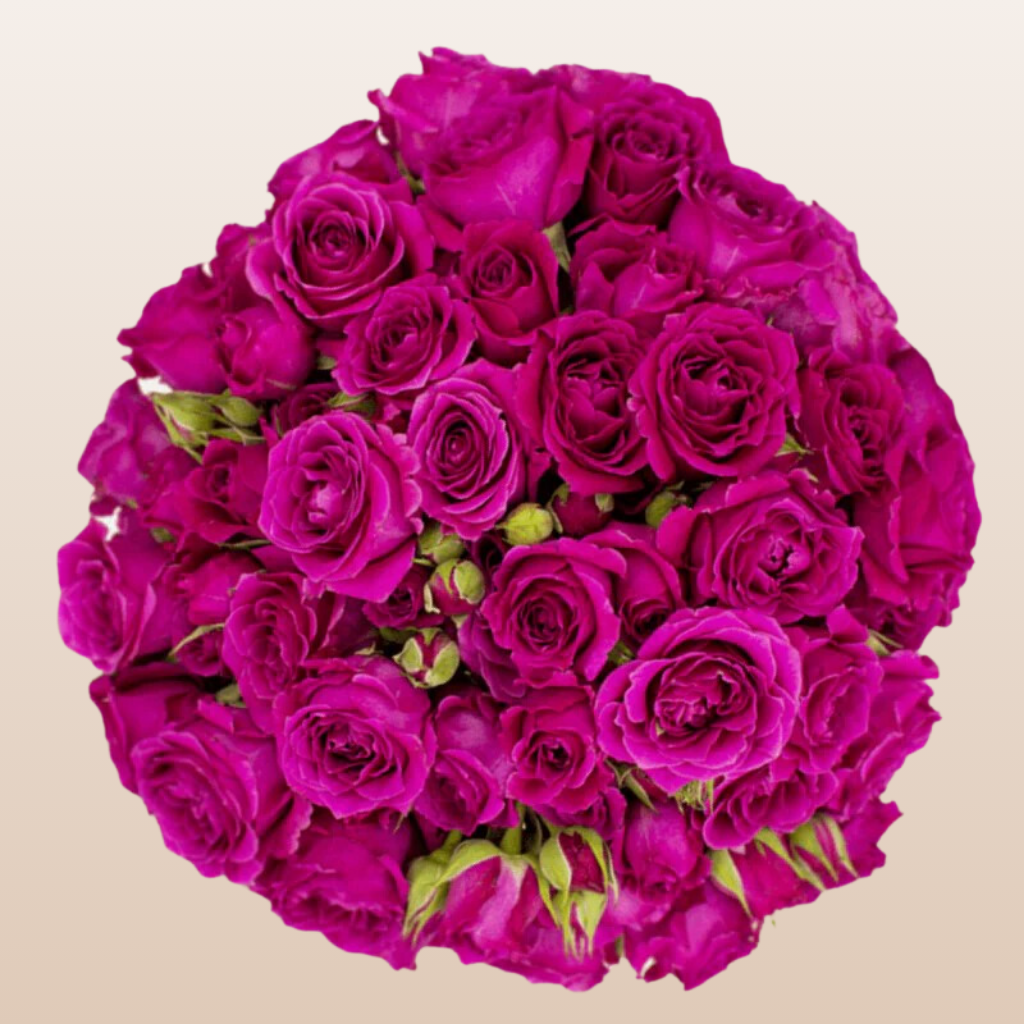 Hot majolika Hot Pink Spray Roses