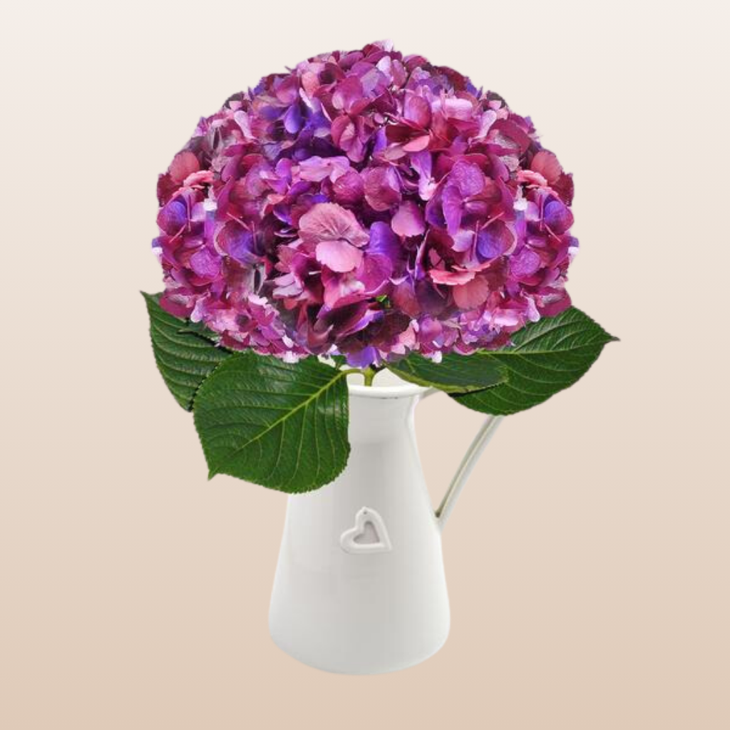 Hydrangeas Tinted Antique Purple