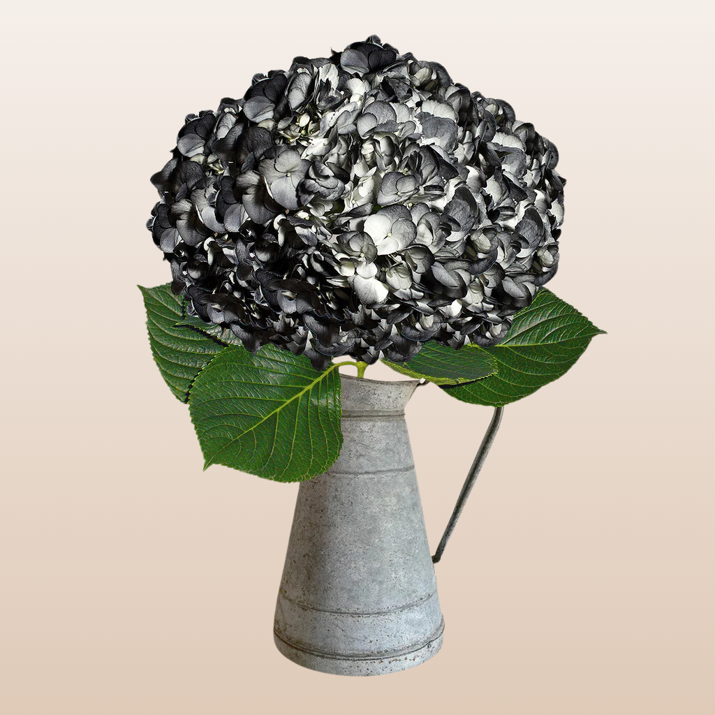 Hydrangeas Tinted Black