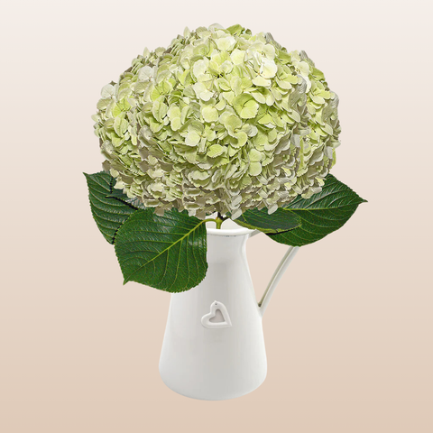 Hydrangeas Lime Green