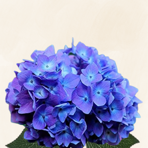 Hydrangeas Dutch Blue