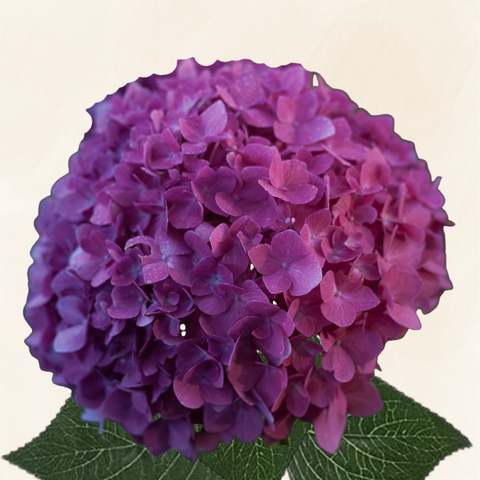 Hydrangeas Dutch Dark Purple