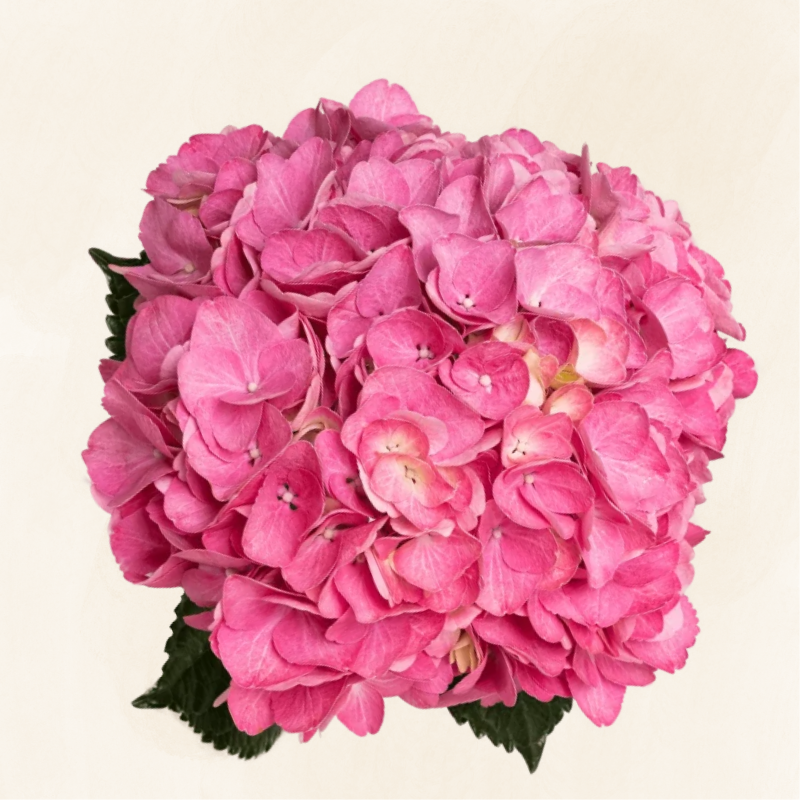 Hydrangeas Dutch Magical Charm