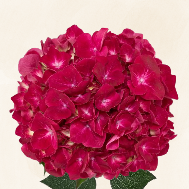 Hydrangeas Dutch Magical Thropy