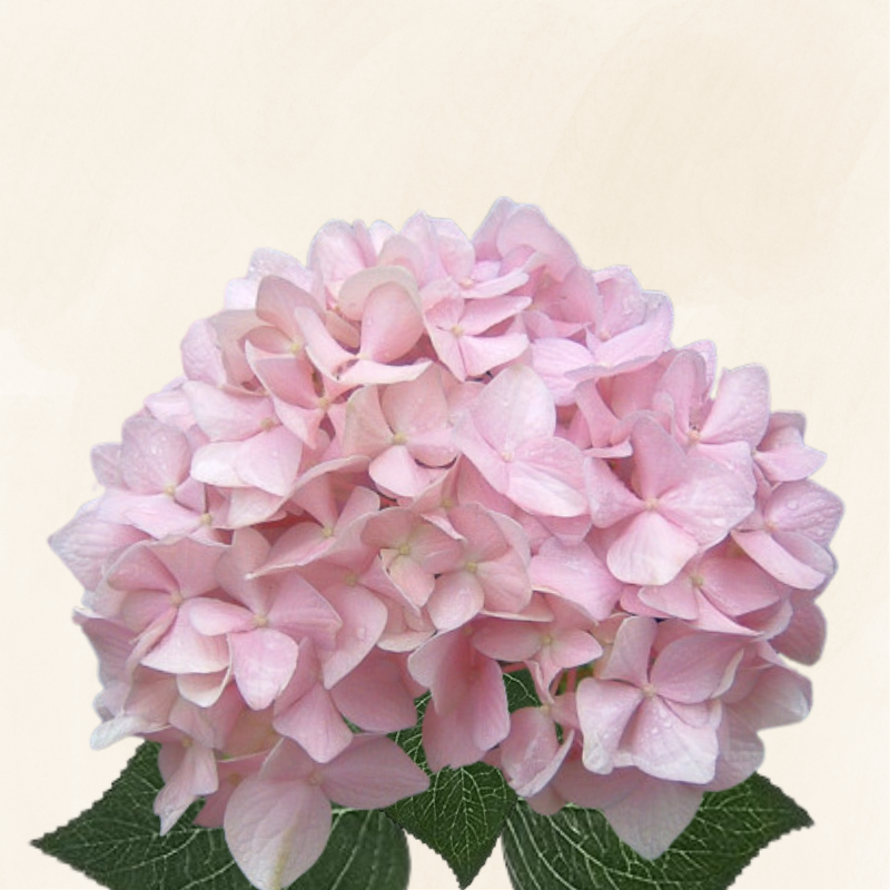 Hydrangeas Dutch Blush Pink