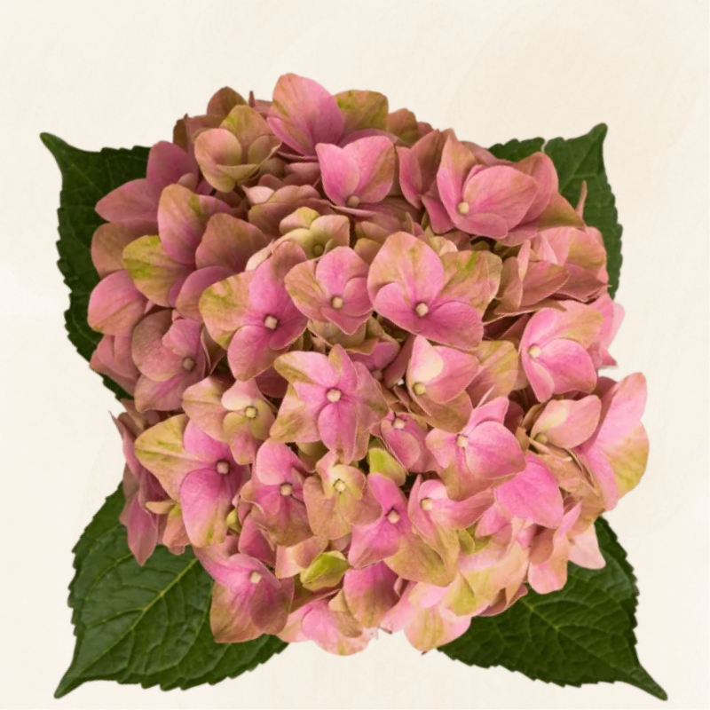 Hydrangeas Dutch Tender Love