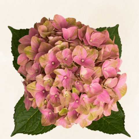 Hydrangeas Dutch Tender Love