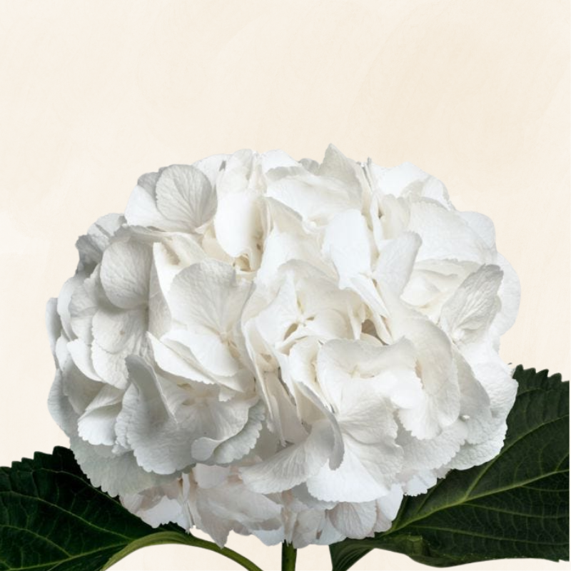 Hydrangeas Dutch White