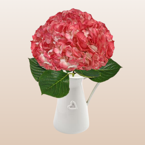 Hydrangeas Tinted Coral Pink