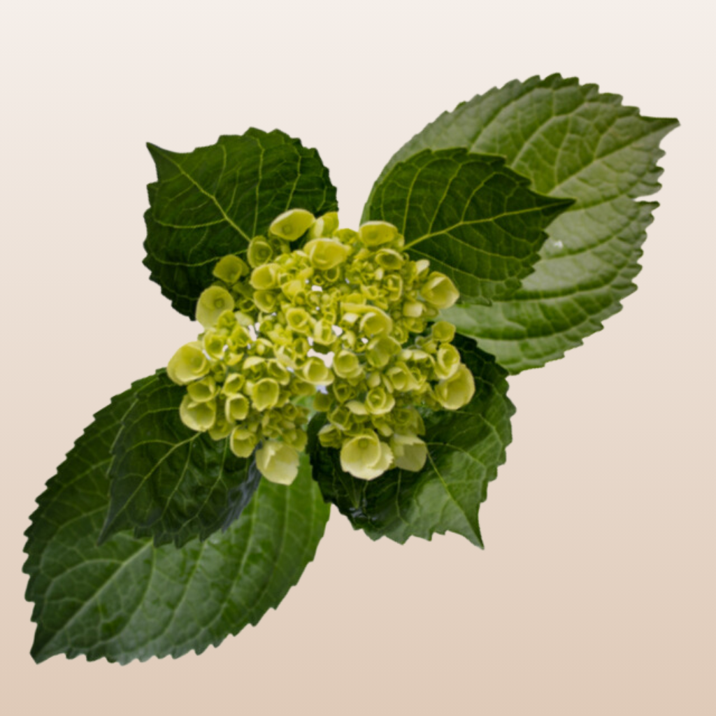 Hydrangeas Mini Green
