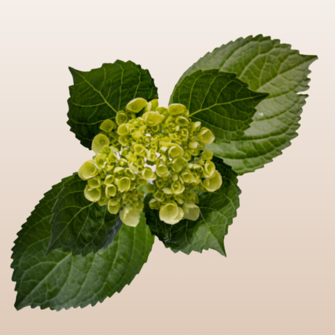 Hydrangeas Mini Green