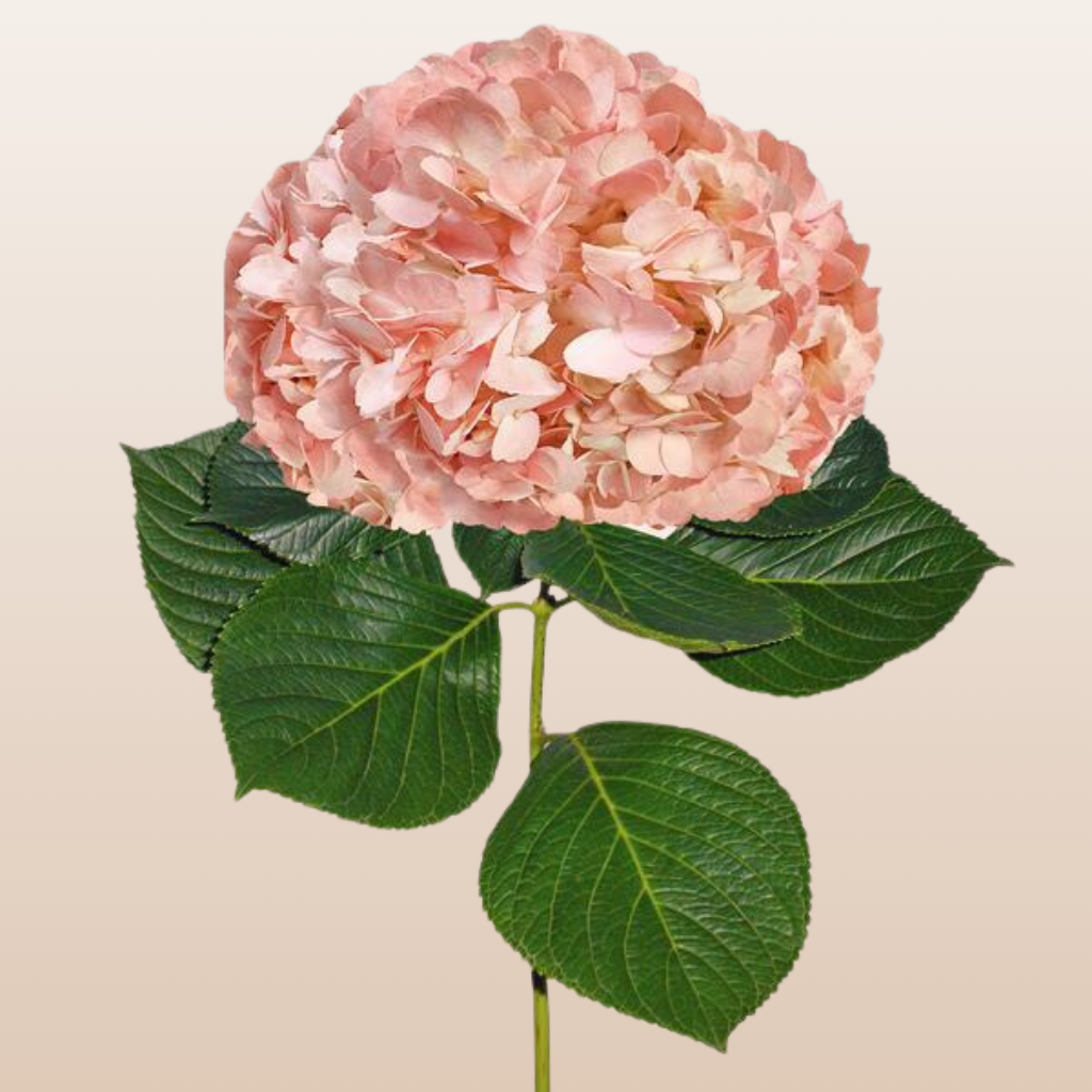 Hydrangeas Tinted Peach