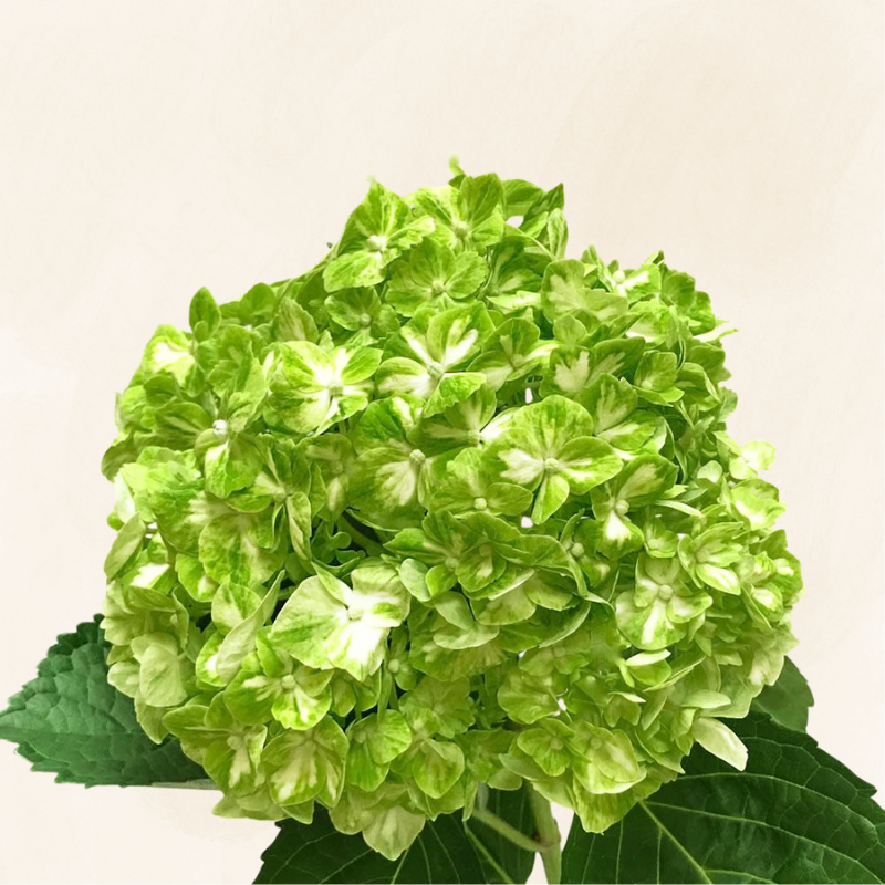 Hydrangeas Green Variegated