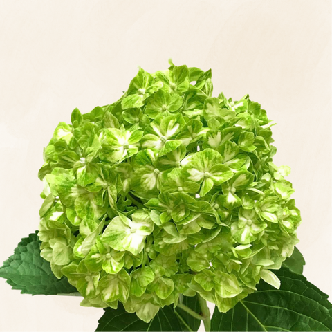 Hydrangeas Green Variegated