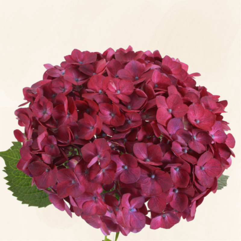 Hydrangeas Dutch Purple Magenta
