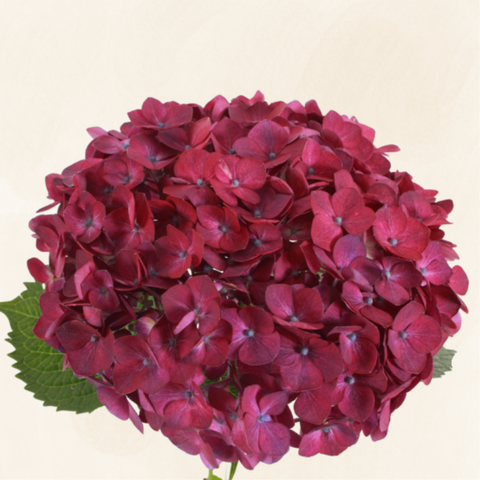 Hydrangeas Dutch Purple Magenta
