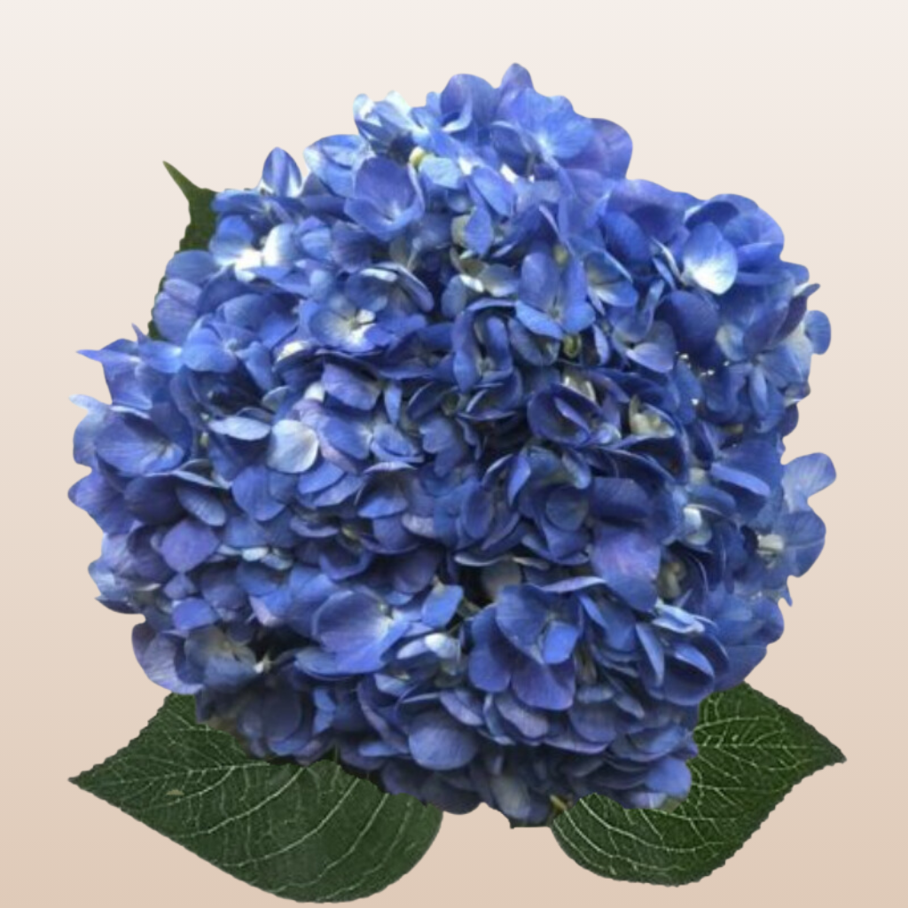 Hydrangeas Shocking Blue