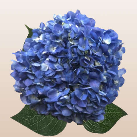 Hydrangeas Shocking Blue