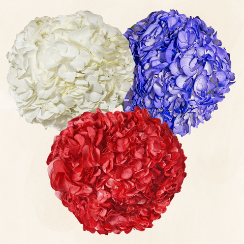 Hydrangeas Tinted July 4th