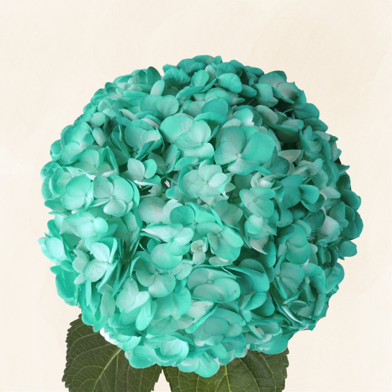 Hydrangeas Tinted Aqua