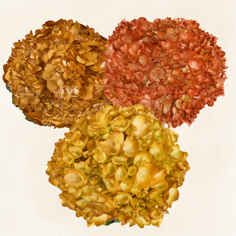 Hydrangeas Tinted Thanksgiving Assorted