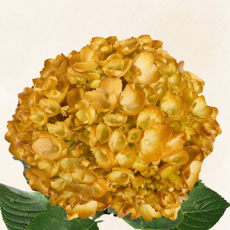 Hydrangeas Tinted Yellow Mustard