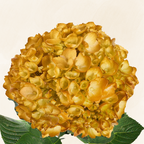 Hydrangeas Tinted Yellow Mustard