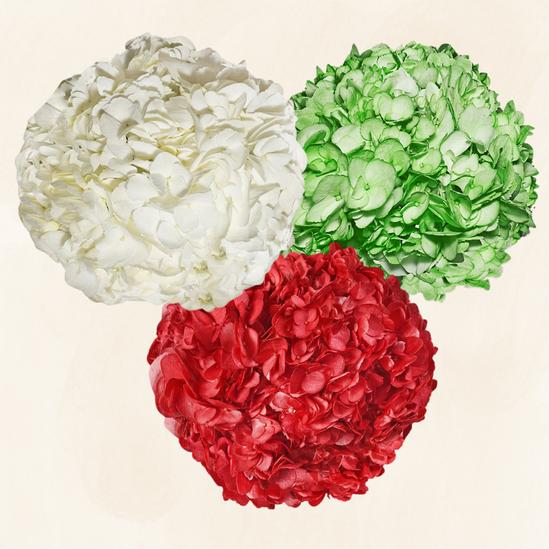Hydrangeas Tinted Christmas and Winter Assorted
