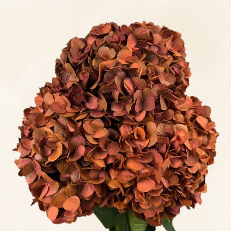 Hydrangeas Tinted Bronze