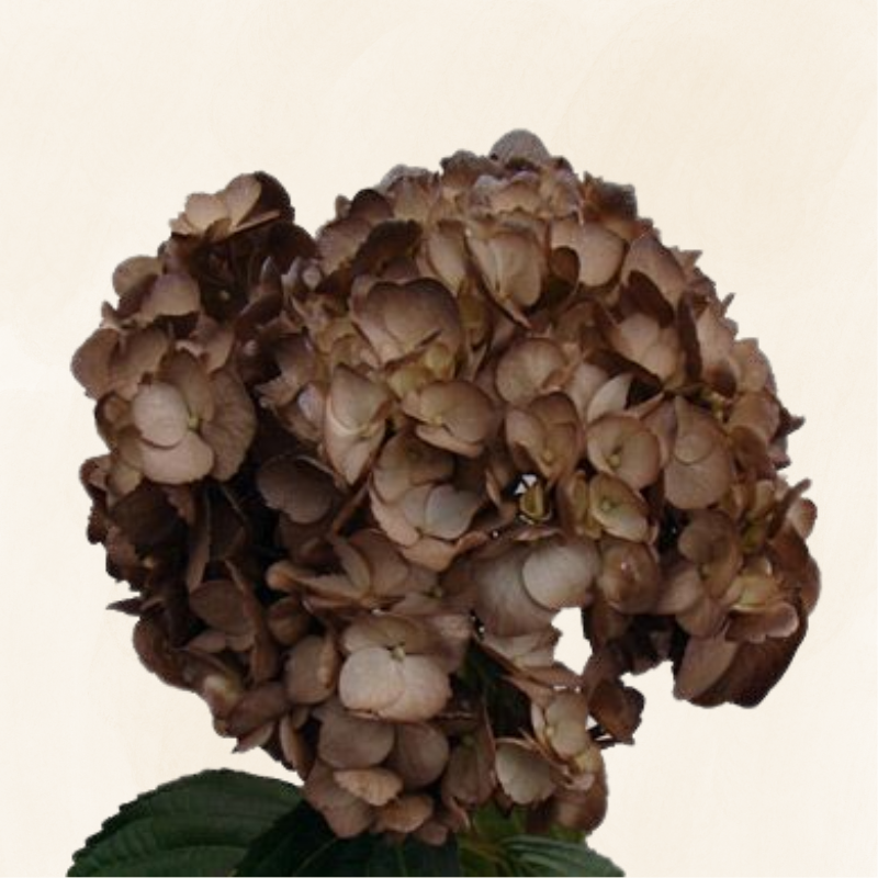 Hydrangeas Tinted Coffee