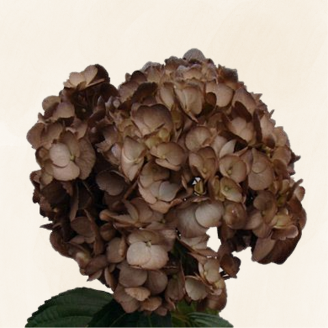 Hydrangeas Tinted Coffee