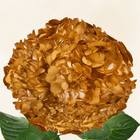 Hydrangeas Tinted Toffee