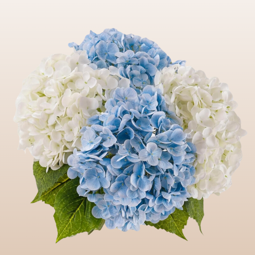 Hydrangea White - Blue