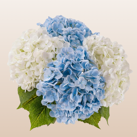 Hydrangea White - Blue