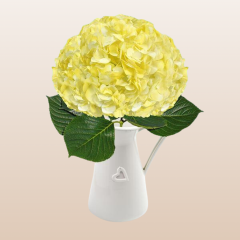 Hydrangeas Tinted Light Yellow