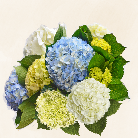 Hydrangeas Assorted