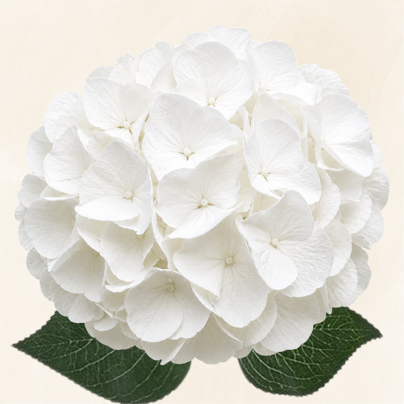 Hydrangeas Dutch White