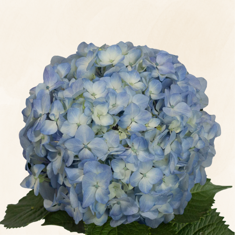 Hydrangeas Blue