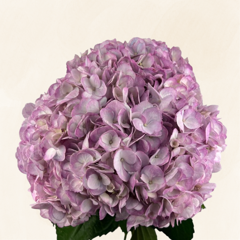 Hydrangeas Lavender
