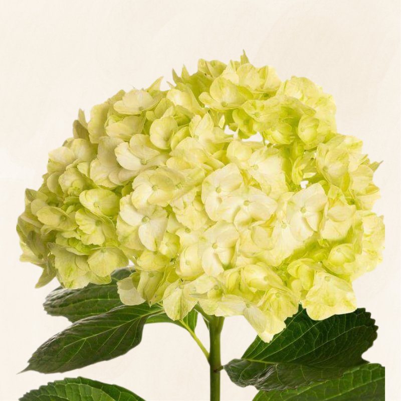 Hydrangeas Lime Green