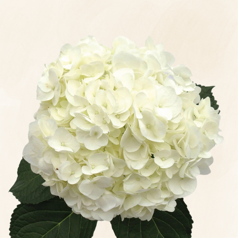 Hydrangeas White