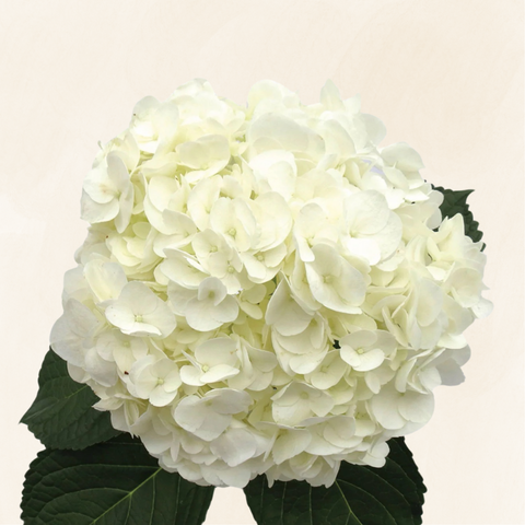 Hydrangeas White