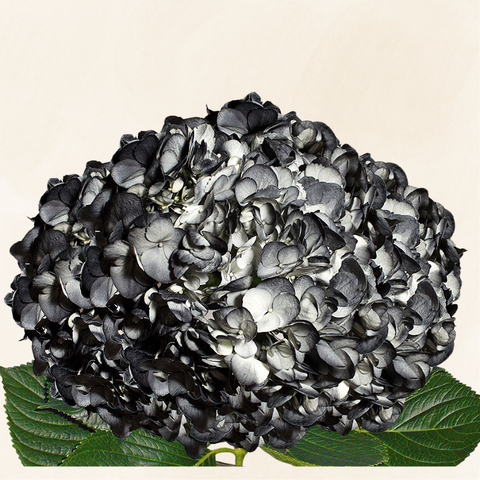 Hydrangeas Tinted Black