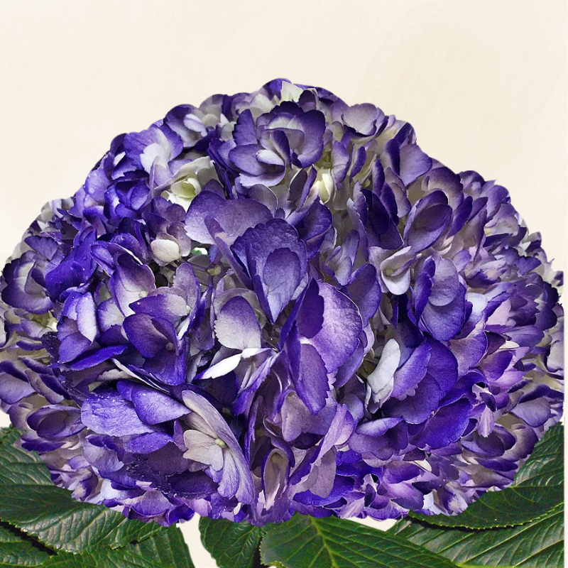 Hydrangeas Dark Blue