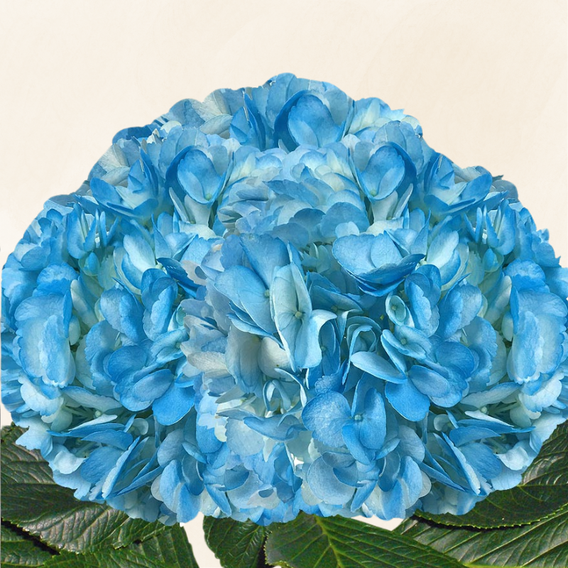 Hydrangeas Tinted  Light Blue